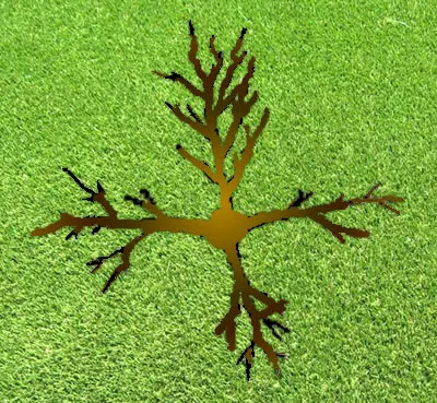 An Overview of a Winter Pruned Apple Tree